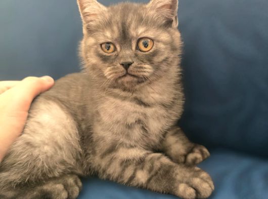 Scottish Fold Yavrularımız Ankara görsel