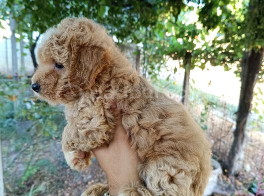Irk Ve Sağlık Garantili 10 Numara Yavrular görsel
