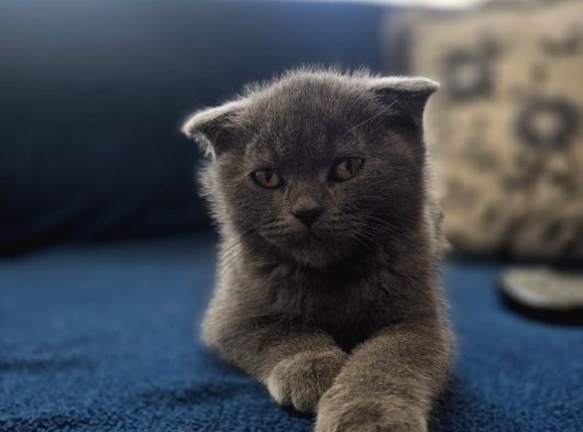 Scottish Fold yavrularımız Ankara