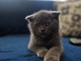 Scottish Fold Yavrularımız Ankara