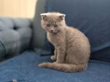 Scottish Fold Yavrularımız Ankara
