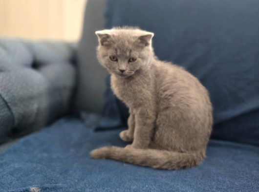 Scottish Fold Yavrularımız Ankara görsel