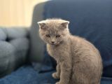 Scottish Fold Yavrularımız Ankara