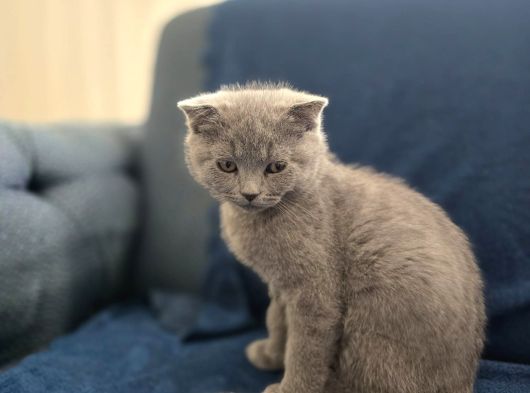 Scottish Fold Yavrularımız Ankara görsel