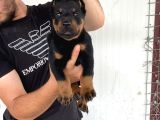 A Kali̇te Doberman Yavrulari