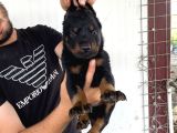 A Kali̇te Doberman Yavrulari