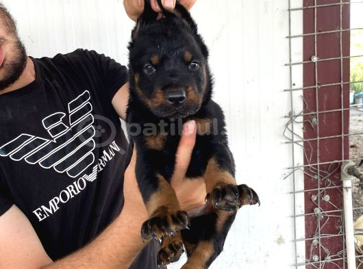 A Kali̇te Doberman Yavrulari