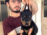 Doberman Yavrularimiz