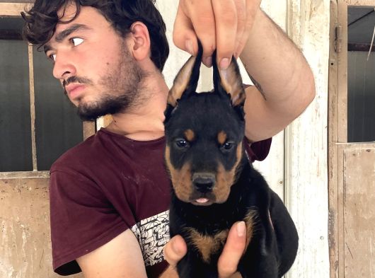 Doberman Yavrularimiz görsel