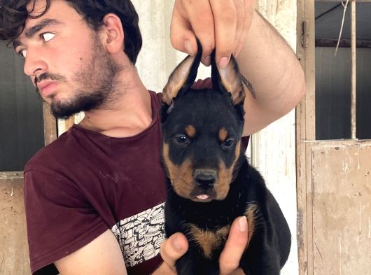Doberman Yavrularimiz görsel