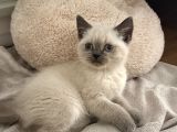 Çok Tatlı British Shorthair Blue Point 2 Aylık Minnacık Ankara