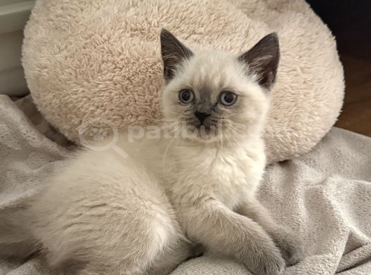 Çok Tatlı British Shorthair Blue Point 2 Aylık Minnacık Ankara görsel