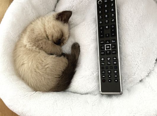 Çok Tatlı British Shorthair Blue Point 2 Aylık Minnacık Ankara görsel