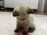 Çok Tatlı British Shorthair Blue Point 2 Aylık Minnacık Ankara