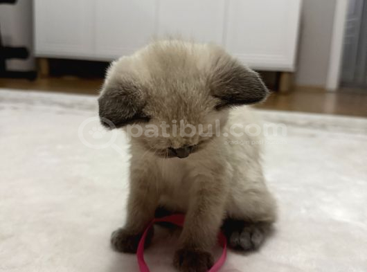 Çok Tatlı British Shorthair Blue Point 2 Aylık Minnacık Ankara görsel