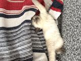 Çok Tatlı British Shorthair Blue Point 2 Aylık Minnacık Ankara