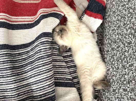 Çok Tatlı British Shorthair Blue Point 2 Aylık Minnacık Ankara