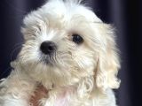 Irk Garantili Maltese Terrier