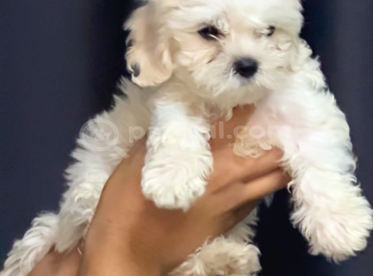 Irk Garantili Maltese Terrier görsel