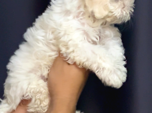 Irk Garantili Maltese Terrier görsel