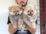 Üst Kali̇te Pomeranian Boo Yavrular