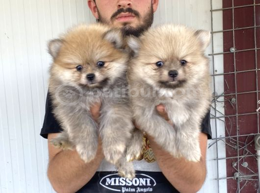 Üst Kali̇te Pomeranian Boo Yavrular
