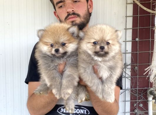Üst Kali̇te Pomeranian Boo Yavrular görsel