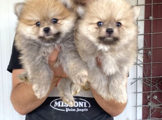 Üst Kali̇te Pomeranian Boo Yavrular görsel
