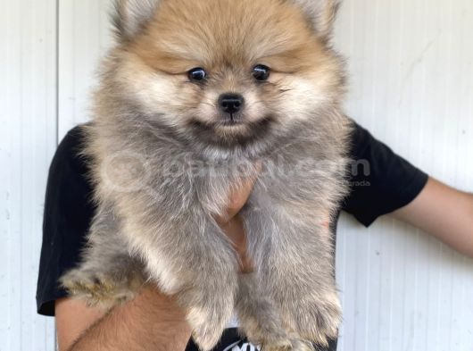 A Kali̇te Pomeranian Boo Yavrulari