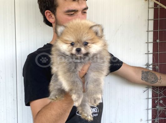 A Kali̇te Pomeranian Boo Yavrulari görsel