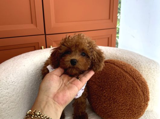 Ev Doğumu Toy Poodle Bebekler görsel
