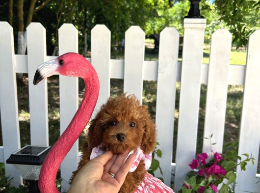 Ev Doğumu Toy Poodle Bebekler görsel