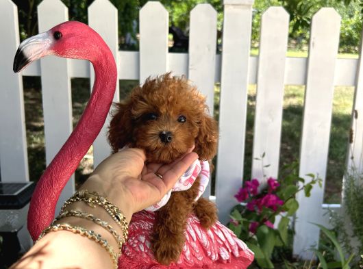 Ev Doğumu Toy Poodle Bebekler