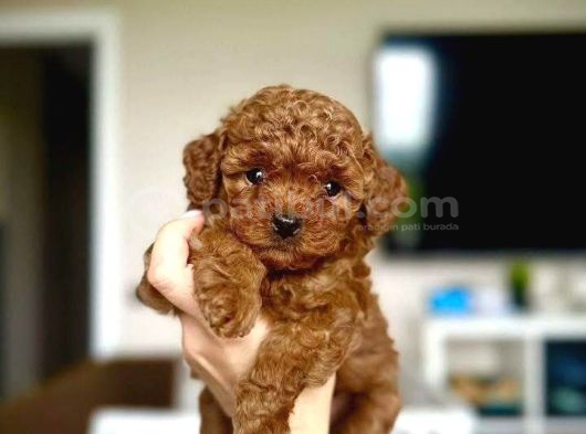 Antialerjik Aile Dostu Toy Poodle Yavruları