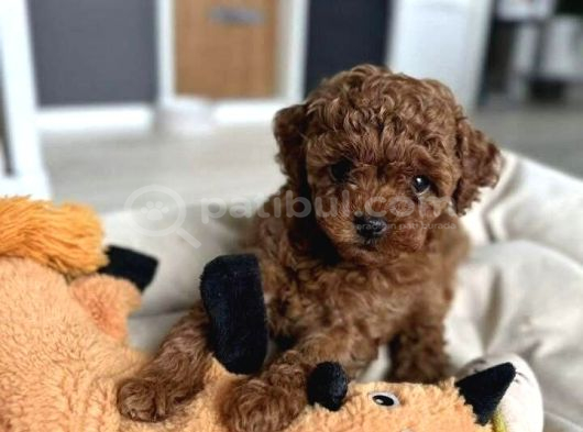Antialerjik Aile Dostu Toy Poodle Yavruları görsel