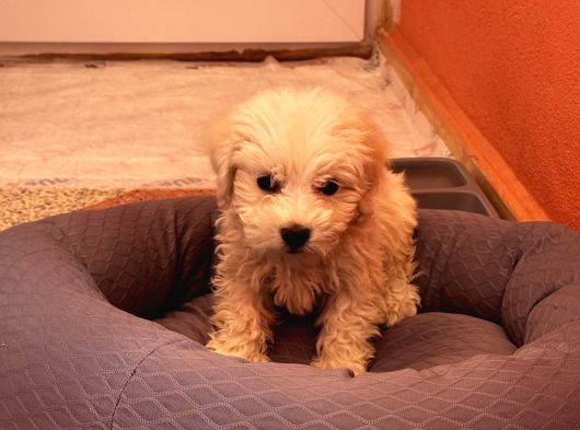 Eğitimli Köpektir Detaylı Bilgi Için 0551 949 91 45 görsel