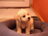 Eğitimli Köpektir Detaylı Bilgi Için 0551 949 91 45