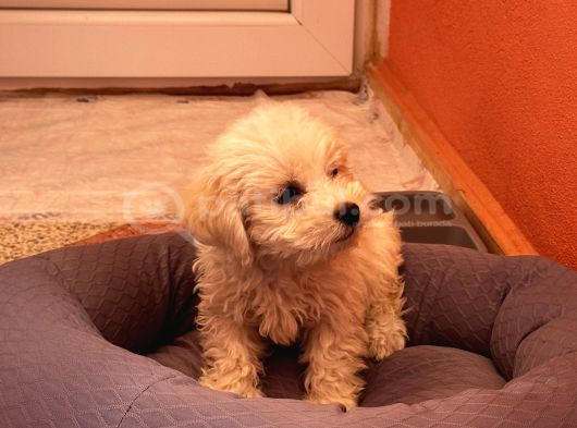 Eğitimli Köpektir Detaylı Bilgi Için 0551 949 91 45