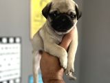 Pugmops yavrlar