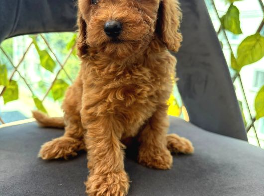 Son Yavrular Di̇şi̇ Ve Erkek Toy Poodle Aşili görsel
