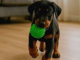 2 Aylık Asker Doberman Yavrularım