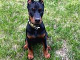 2 Aylık Asker Doberman Yavrularım