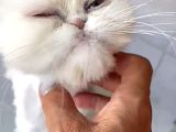 Safkan Iran Kedisi
