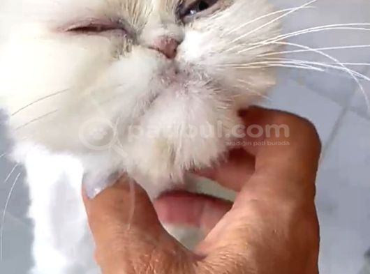Safkan Iran Kedisi görsel