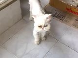Safkan Iran Kedisi