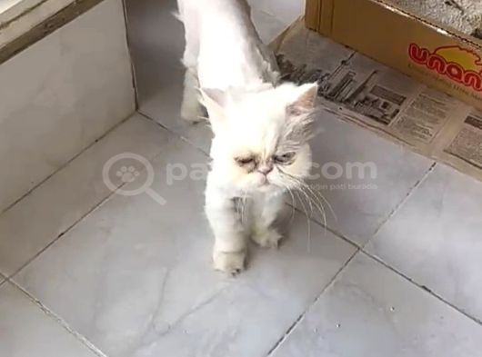Safkan Iran Kedisi görsel