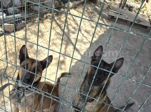 70 Günlük Tesli̇me Hazir Hirs Küpleri̇ görsel