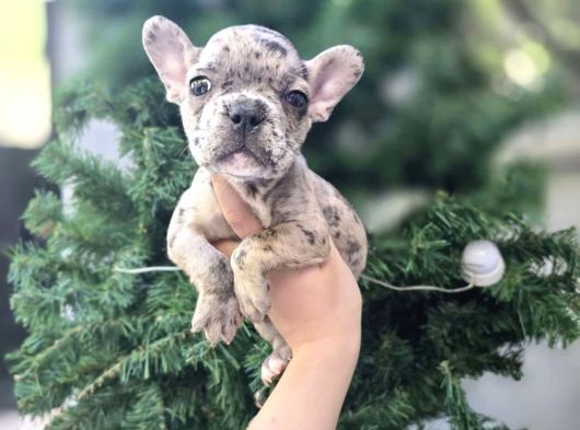 Pug Ve Merle French Bulldog Yavrular Mevcuttur