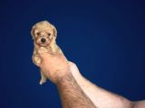 Dişi Erkek Poodle Yavrularımız