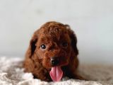 Ruhsatlı Poodle Evinden Erkek Dişi Poodle Yavrularımız